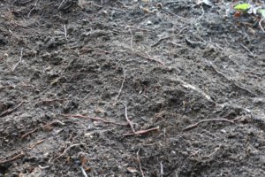 Wood anemone rhizomes on soil surface