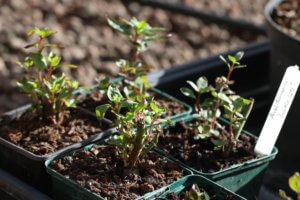 Antirrhinum plants