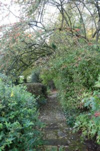 Cotoneaster Cornubia arching over a path