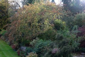 Cotoneaster cornubia