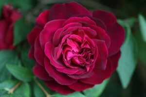 Rosa Munstead Wood