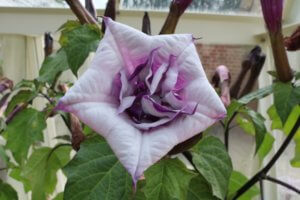 Datura flower