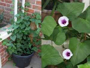 Sweet potato plant growing in greenhouse