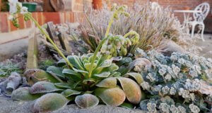 Alpine trough in frost