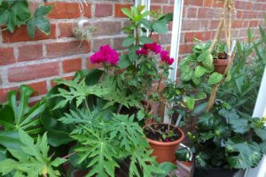 Greenhouse plants Bougainvillea