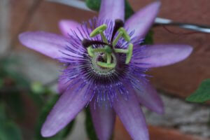 Passiflora Amethyst Lady