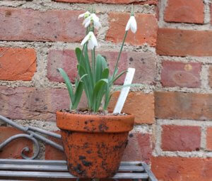 Snowdrop gallanthus 'hollis'