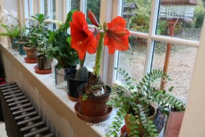 Amaryllis in bloom