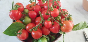 Outdoor Girl tomato
