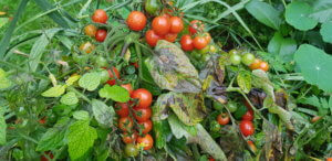 tomato blight Blight on a tomato plant