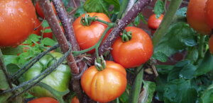 Tomato Fandango