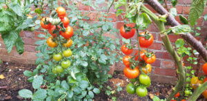 Tomato Gardeners Delight