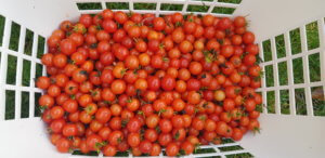 Cherry Tomato Lizzano