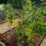 tomatoes outdoors