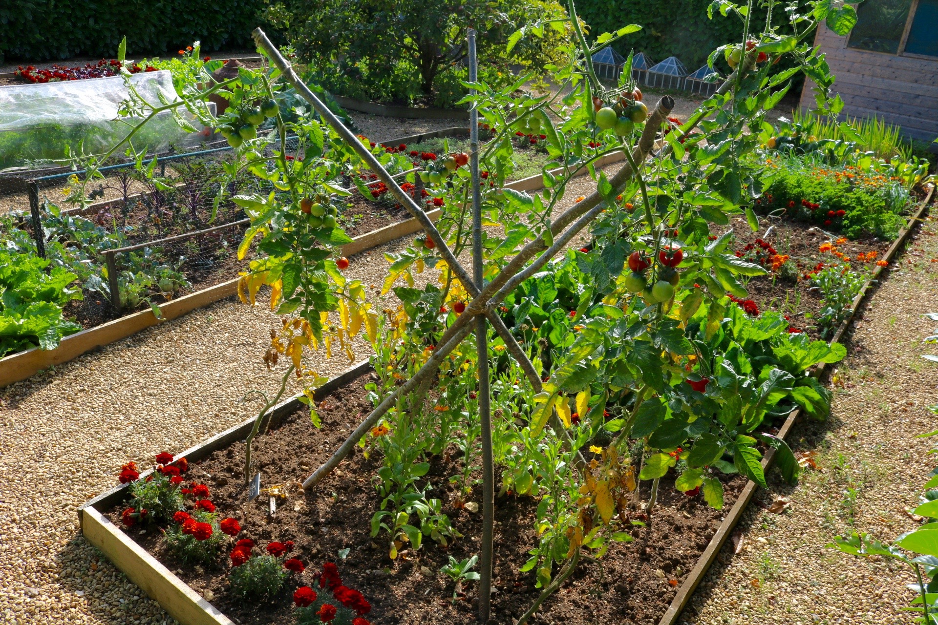 21+ How To Grow Tomatoes Outside In Pots Uk