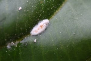 Mealybug on houseplant