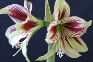 amaryllis papillo