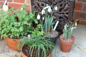 early flowering snowdrop Mrs Macnamara