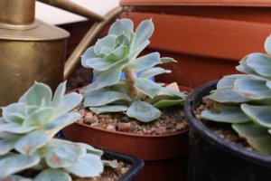 echeveria offsets with eteliolation