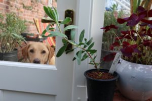 King protea seedling