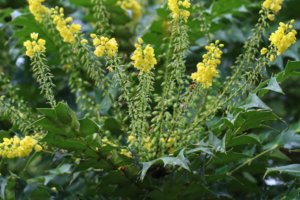 mahonia