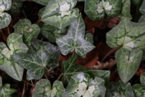 cyclamen hederifolium allongside hedera helix leaves