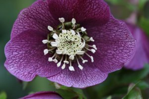 purple hellebore