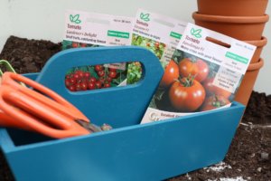 Tomato seeds in trug