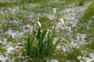 snowdrops in snowy grass