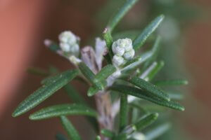 Rosemary flower buds