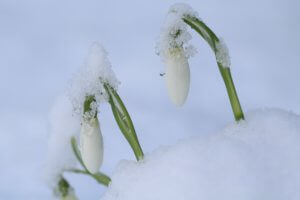 gallanthus nivalis in snow