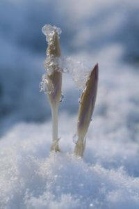 crocus tommasianus in the snow