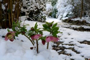 hellebores in snow
