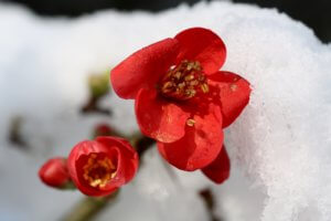 chaenomeles japonica in snow