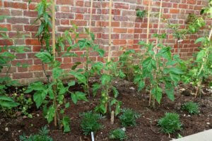 'Outdoor Girl' cordon tomatoes attached to canes