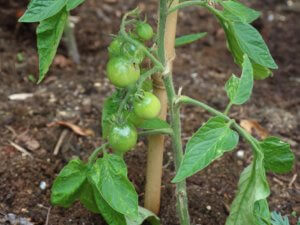 Developing truss of 'Outdoor Girl' tomatoes