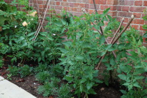 Fandango and Gardener's Delight growing well on string cordons on a crossed hazel frame