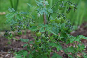 Bush variety 'Lizzano' with good number of developing fruits