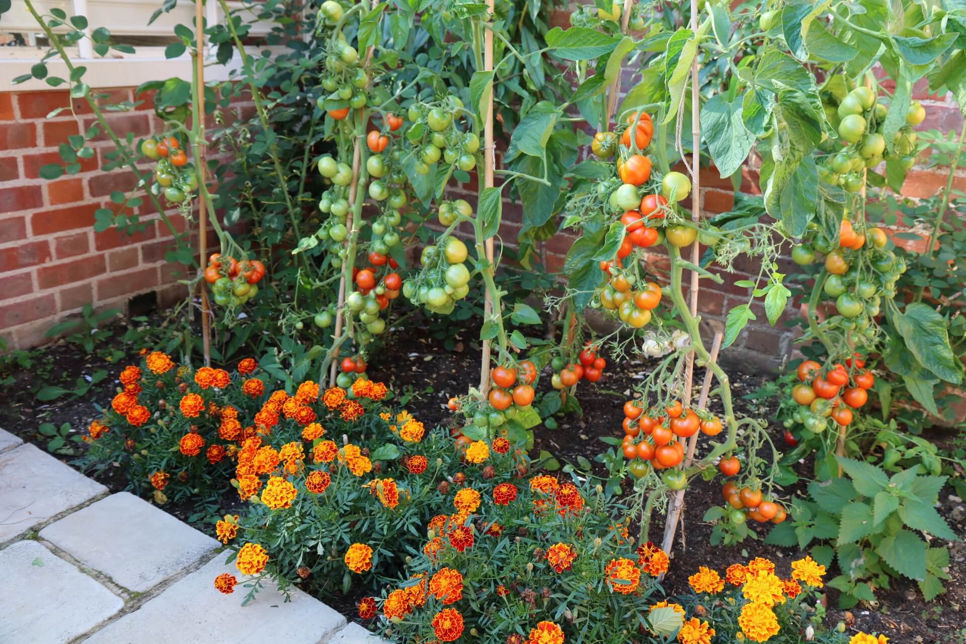 Enjoy Summer-Long Tasty Tomatoes with Ailsa Craig DTM - An Indeterminate Tomato Variety for Balconies and Containers.