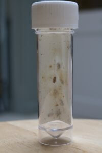 cryptolaemus larvae 