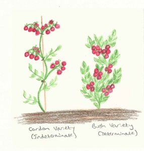 Cordon and bush tomato diagram