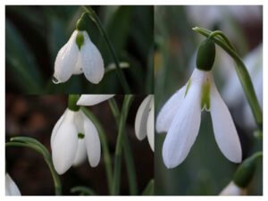 Snowdrops Three Ships, Robin Hood and Mrs Macnamara