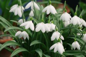 Galanthus seraph