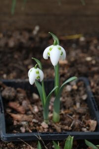 Galanthus Lady Fairhaven
