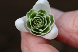 Galanthus Lady Fairhaven 