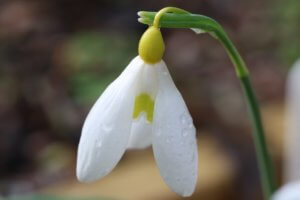 Galanthus Treasure Island