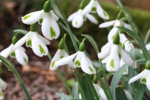Galanthus Trumps