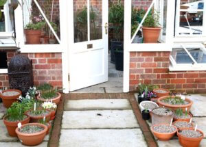 Greenhouse with bulb pots