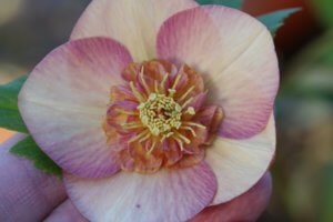 Hellebore