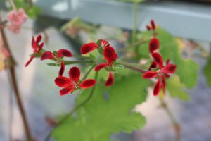 Pelargonium ardennes